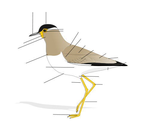 oiseaux